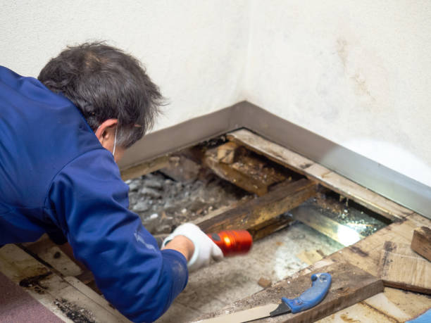 Best Health and Safety Mold Remediation in Chatfield, MN