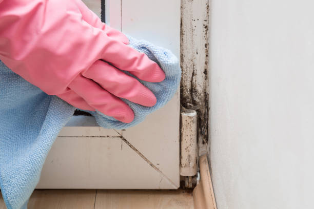Professional Mold Remediation in Chatfield, MN